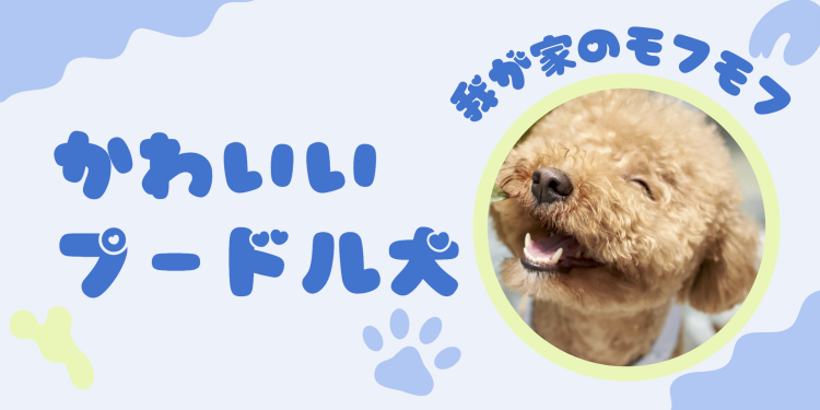 我が家のモフモフかわいいプードル犬